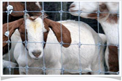 烏魯木齊草原圍欄網(wǎng)